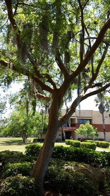 Trinity College of Florida